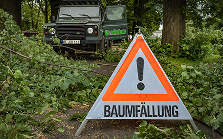 Baumfällung